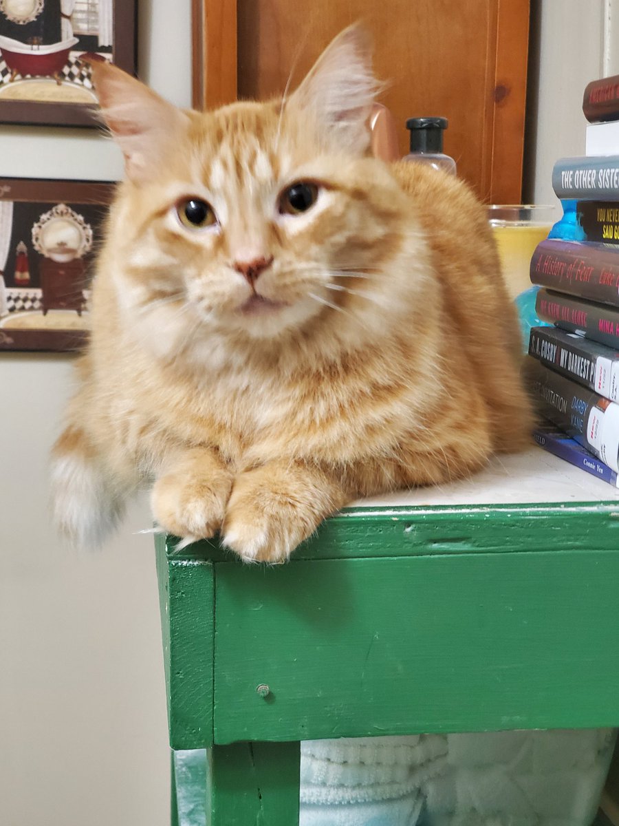 eydie57's tweet photo. @michaelscat2 This is my Santana. He is the sweetest most loving cat boy ever. https://t.co/wQDmrQXoM9
