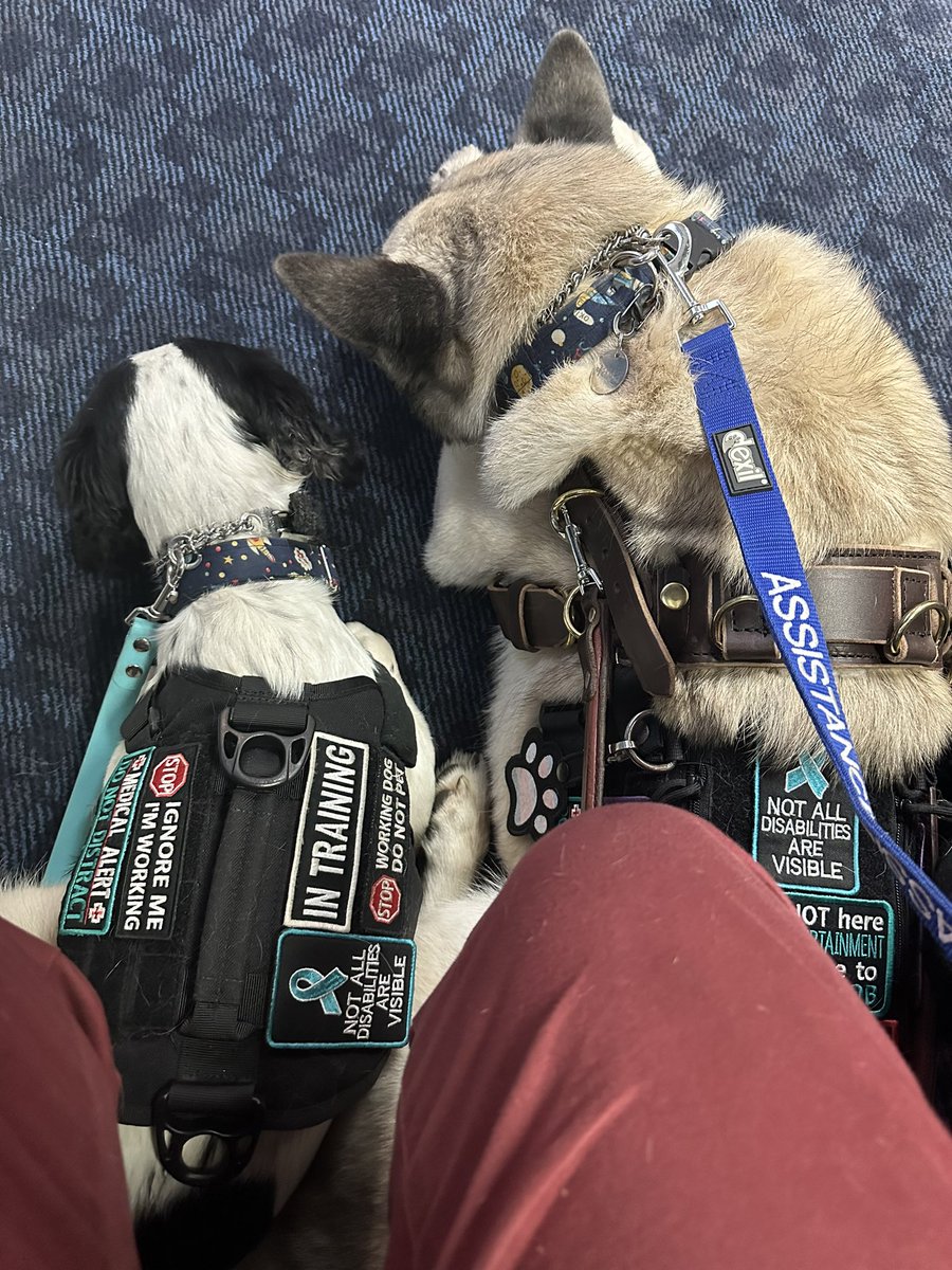 GuidingLightK9S's tweet photo. Big thank you to @ScotRail &amp; @PassAssistance yesterday for bringing the ramp so the dogs could get on and off the rain safely and helping us get on right train ect 💙 makes travelling with assistance dogs so much easier #assistancedogsuk https://t.co/Ih4JEkARDu