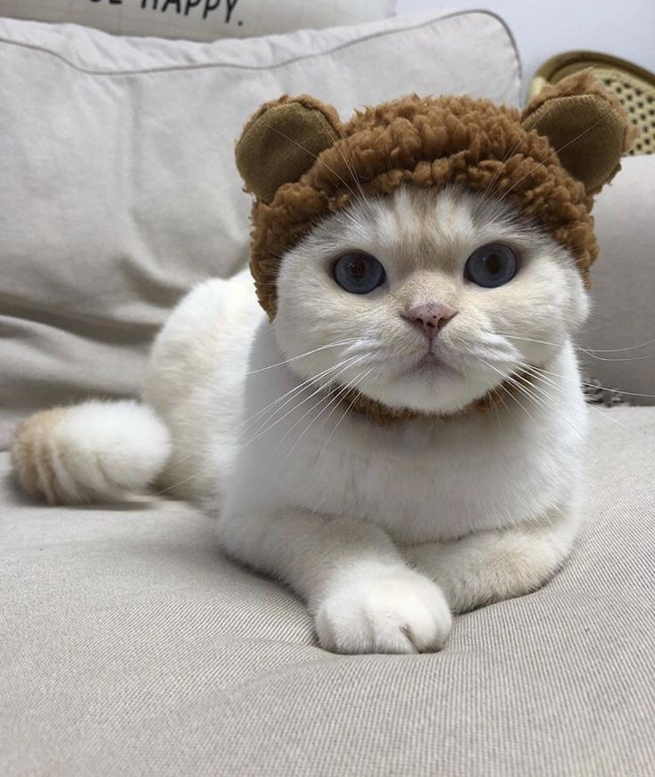 ♡ (@day6ascat6) on Twitter photo 