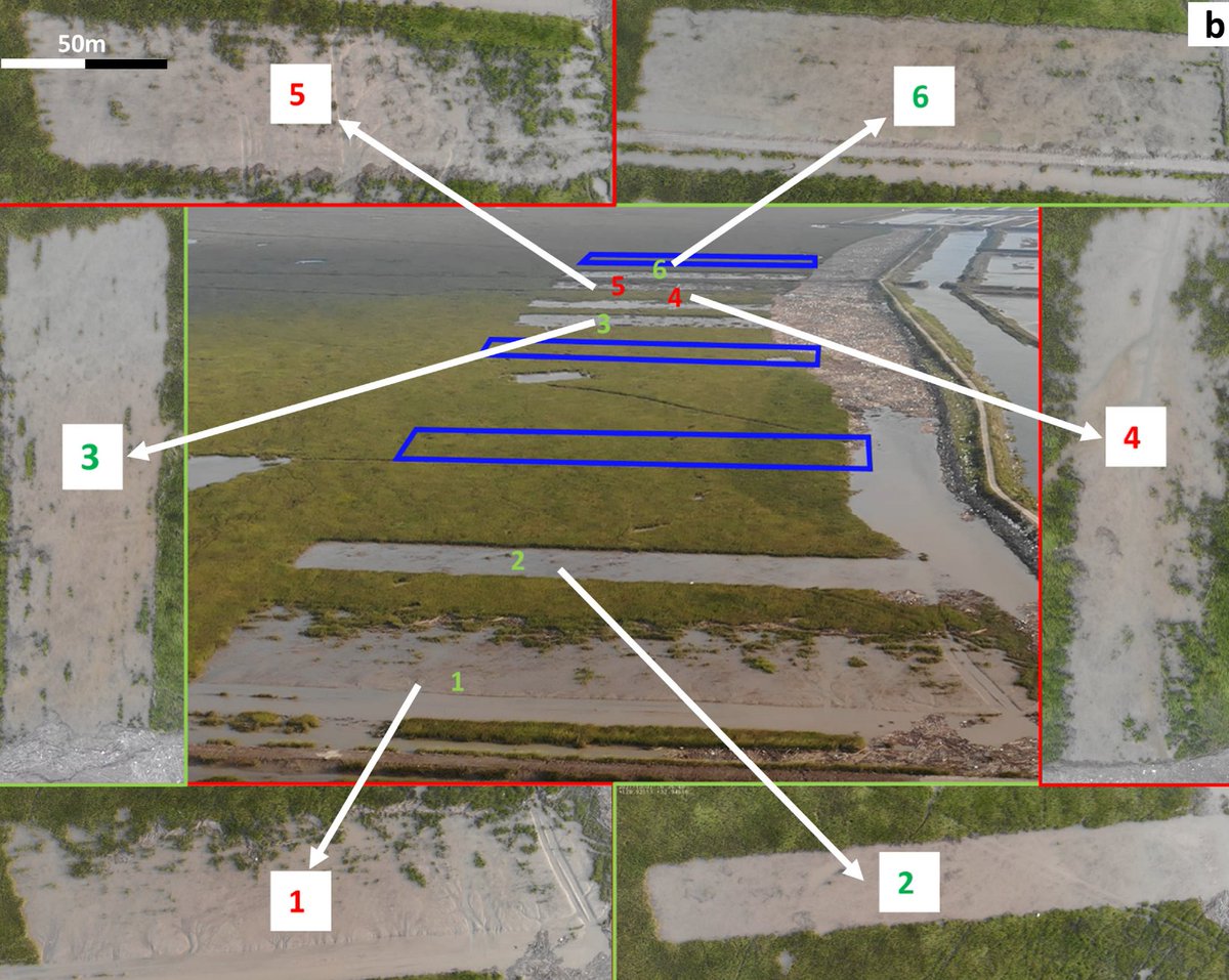 Global Flyway Network tweet media