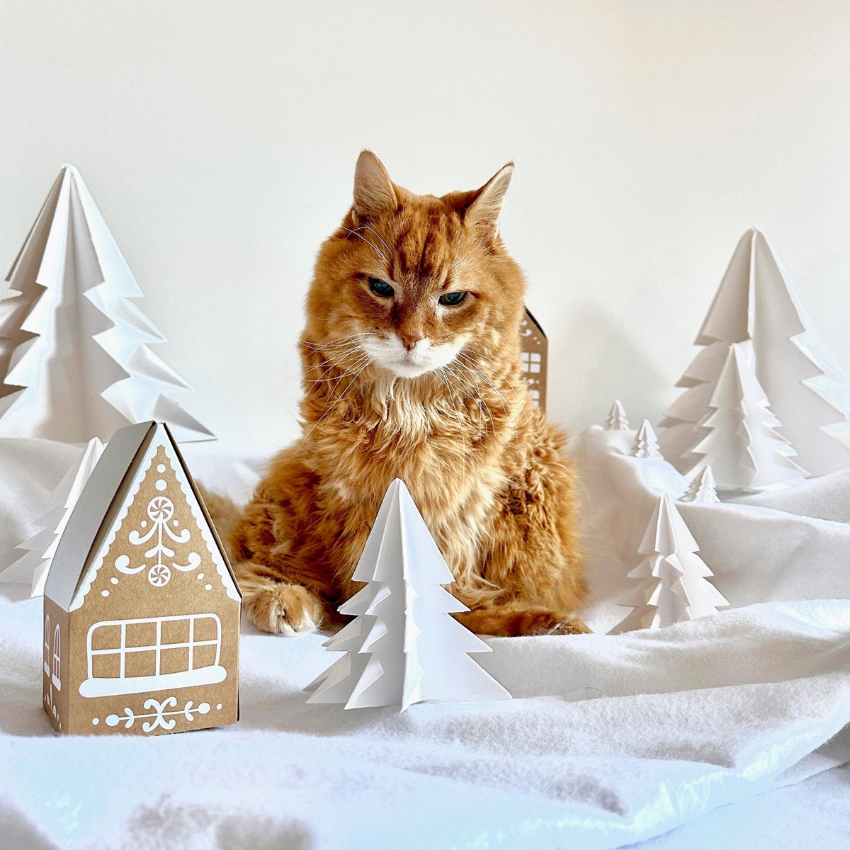 It’s a little small. Are these the only houses in my budget? Being a Millennial cat is tough. Yeesh! ❄️🦁🏠 #23YearsOld #CatsofTwittter