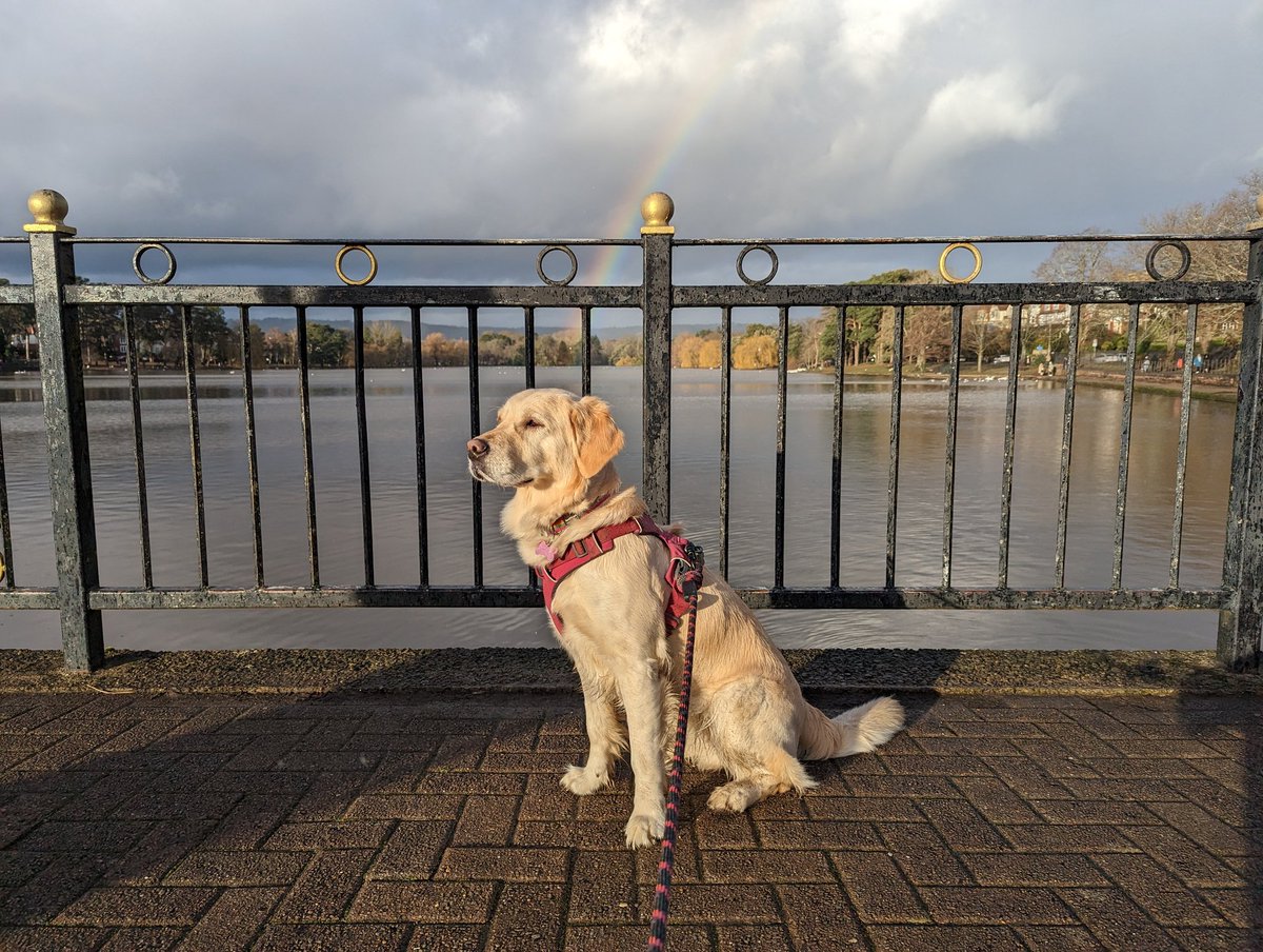 Turns out there is gold at the end of the rainbow! #goldenretriever