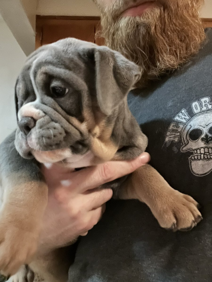 ChunkyDaBulldog's tweet photo. We need our #FUREVERHOME we’re available to give you all the #puppylove you can stand! #bulldoglover #Bulldogpuppies #dogsarefamily #Bulldogsoftwitter #Puppies #ForSale #DogsofTwittter https://t.co/fPFNbvl6as
