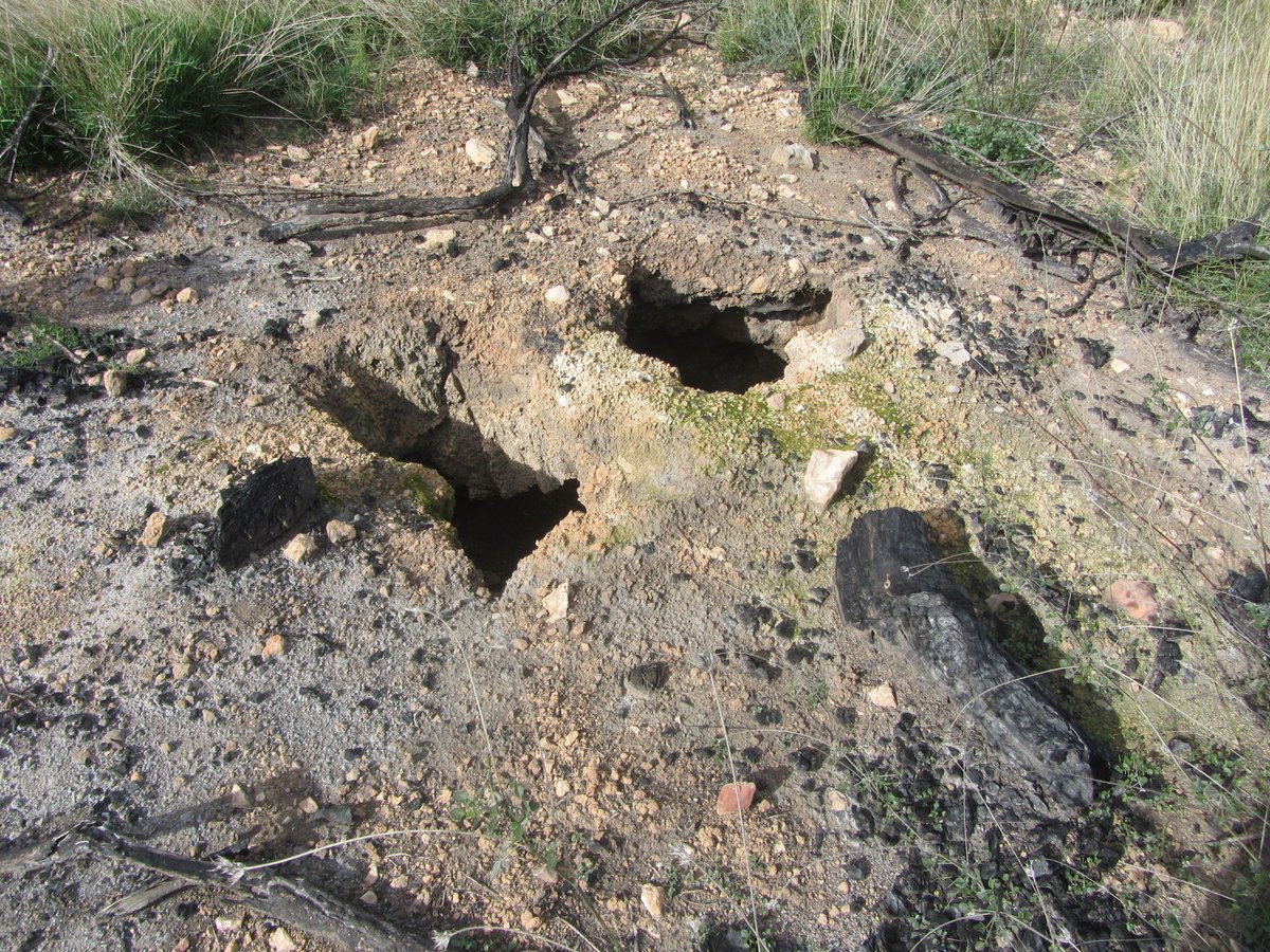 The stump of Carob trees (Ceratonia siliqua) burns so easily that the fire often consume it and move through the roots, leaving holes in the floor. 

Azuebar wildfire (2021), E Spain, #IFAzuebar, #SerraEspadà
