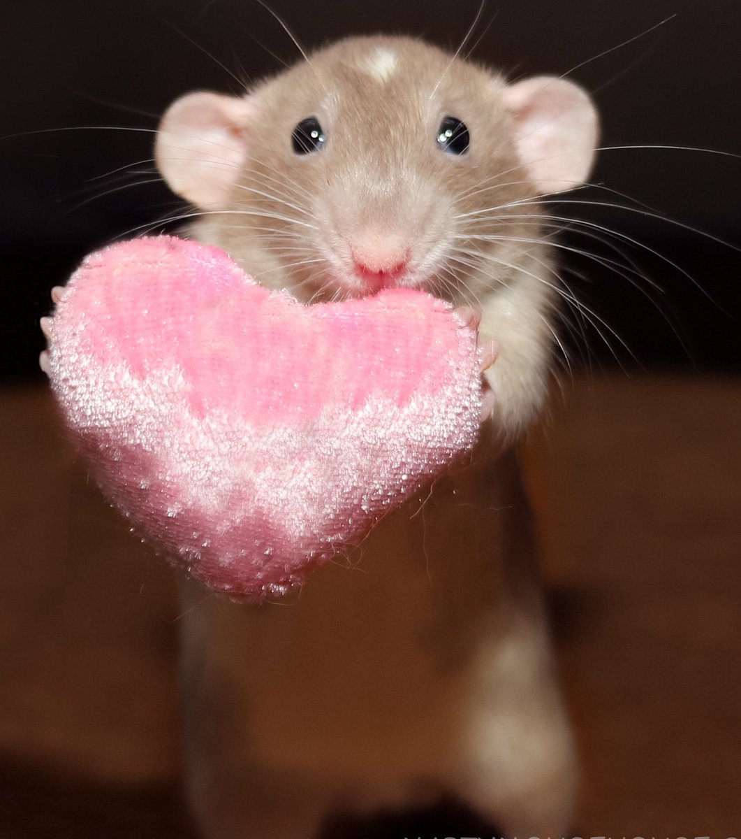 ruben_corella's tweet photo. #FelizSemana #happyweek #happyday #goodsmile #smile #hello #hellofriends #hereiam #holamundo #ratita #Pets #cute #cuore #raton #mouse #mouselover #tenderness #GoodVibes #funny #heart #pinkheart #selfies #look #coeur https://t.co/1RYUyCSC98