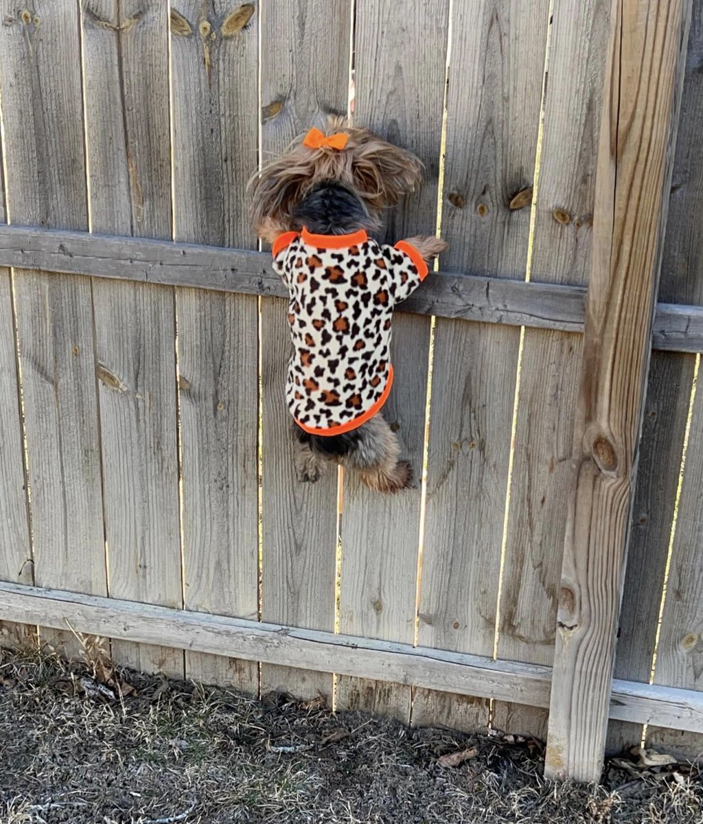 Don't mind me. Just stalking the neighbor. #yorkie #cute #cutedogs #cutedog #love #puppylove #Dog #dogs #doglife #DogsofTwittter #DogsOnTwitter #dogsarefamily #dogsoftwitter #doglove #doglover #doglovers #neighborhoodwatch