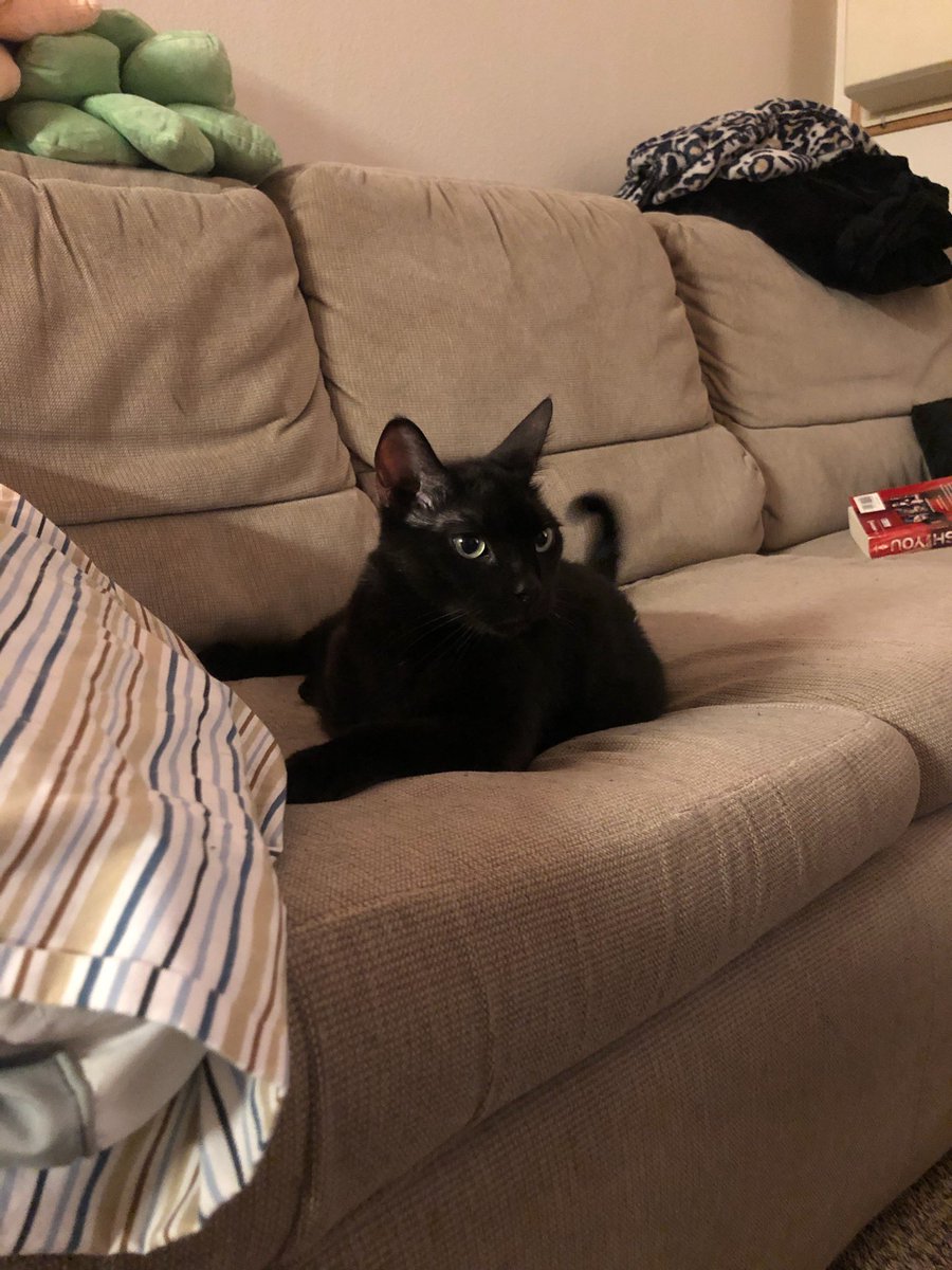 VBee95's tweet image. My son, Trident the 3 legged cat ❤️