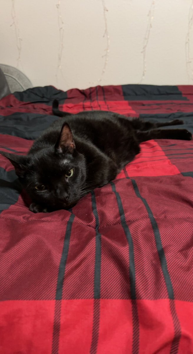 VBee95's tweet image. My son, Trident the 3 legged cat ❤️