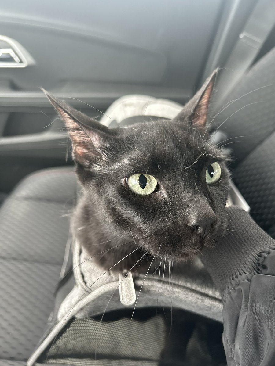 VBee95's tweet image. My son, Trident the 3 legged cat ❤️