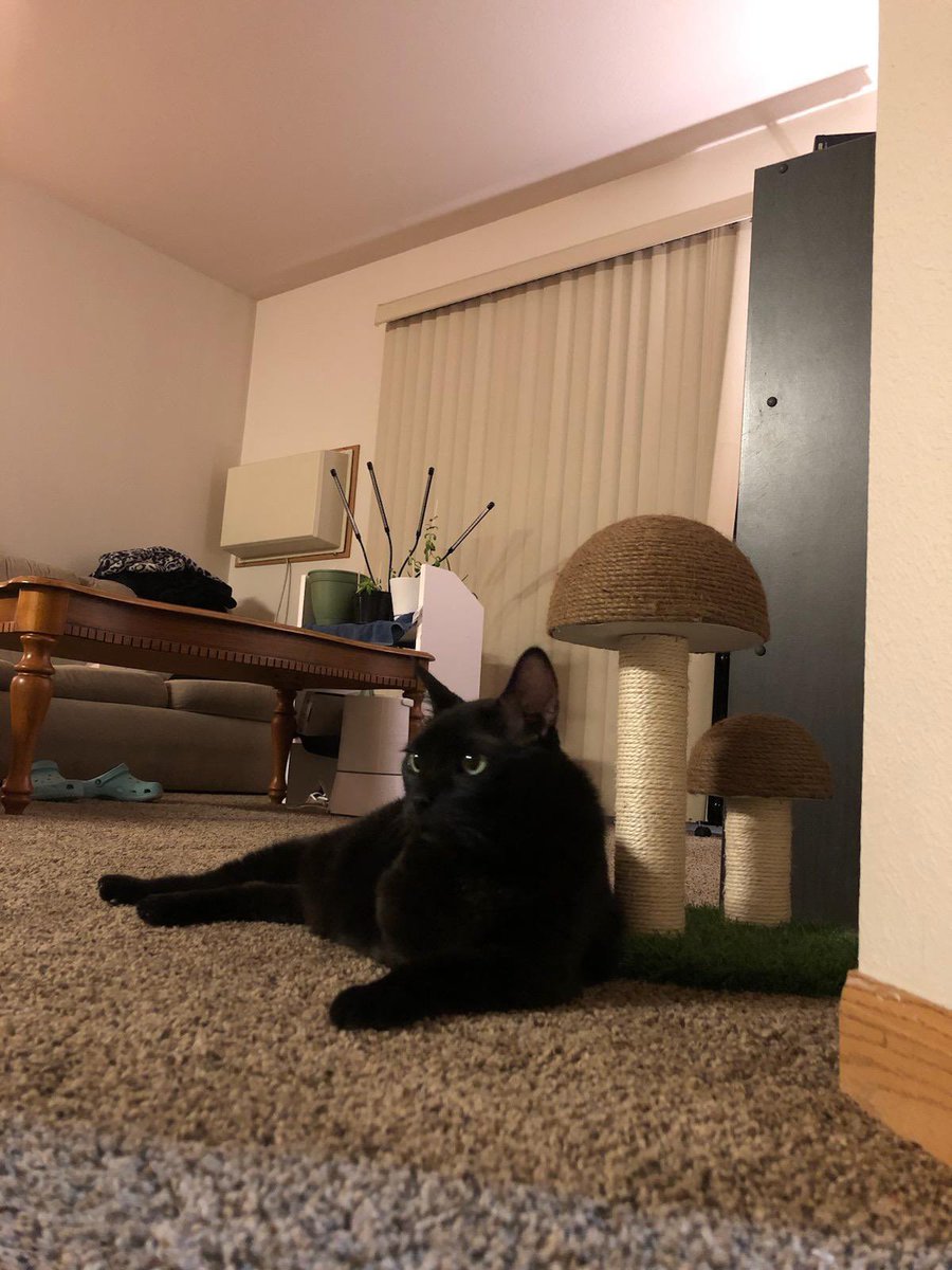 VBee95's tweet image. My son, Trident the 3 legged cat ❤️