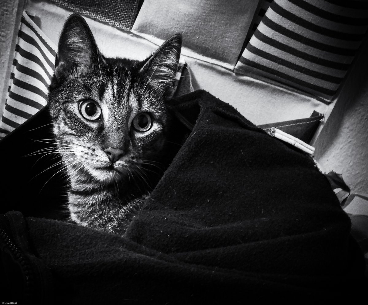 Hach!

#CatsOfTwitter #Cats