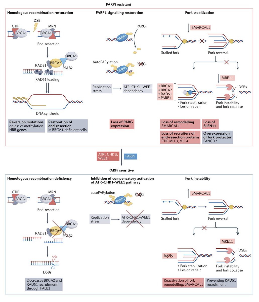 diegoadiazg's tweet image. 🚨 Targeting replication stress in cancer therapy. 

Current and emerging approaches, from preclinical and biomarker development to clinical trial evaluation.

@Nature 👇🏻 
doi.org/10.1038/s41573…

#cancertherapy #replicationstress #targetedtherapy #biomarkers #precisiononcology