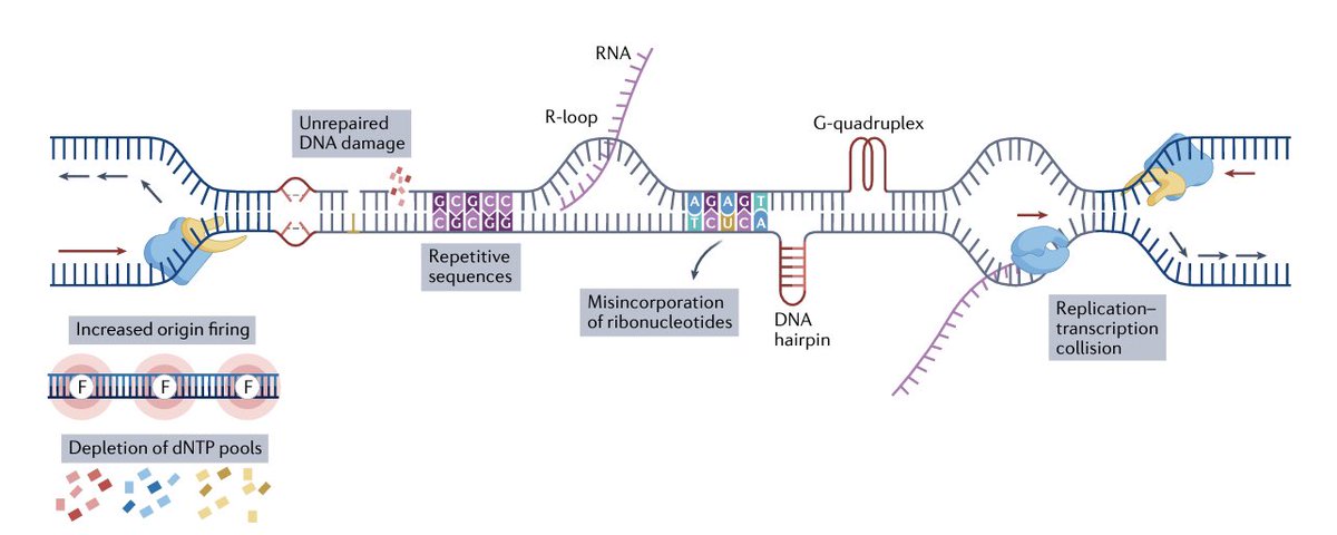 diegoadiazg's tweet image. 🚨 Targeting replication stress in cancer therapy. 

Current and emerging approaches, from preclinical and biomarker development to clinical trial evaluation.

@Nature 👇🏻 
doi.org/10.1038/s41573…

#cancertherapy #replicationstress #targetedtherapy #biomarkers #precisiononcology