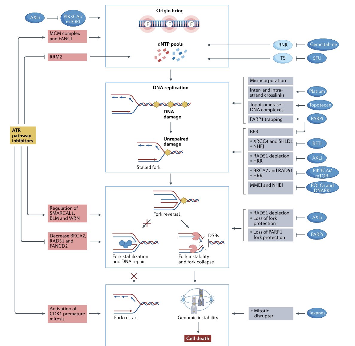 diegoadiazg's tweet image. 🚨 Targeting replication stress in cancer therapy. 

Current and emerging approaches, from preclinical and biomarker development to clinical trial evaluation.

@Nature 👇🏻 
doi.org/10.1038/s41573…

#cancertherapy #replicationstress #targetedtherapy #biomarkers #precisiononcology