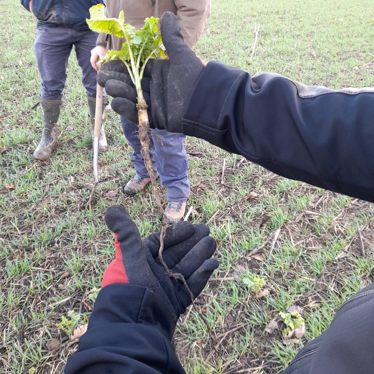 chapmanpippa's tweet photo. Plus lots of #soilarmor and #deeproots in direct drilled and catch crop field https://t.co/GeFUVpdsr8