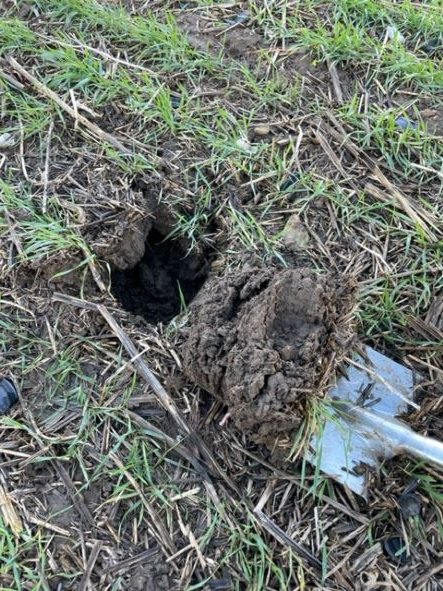 chapmanpippa's tweet photo. Plus lots of #soilarmor and #deeproots in direct drilled and catch crop field https://t.co/GeFUVpdsr8