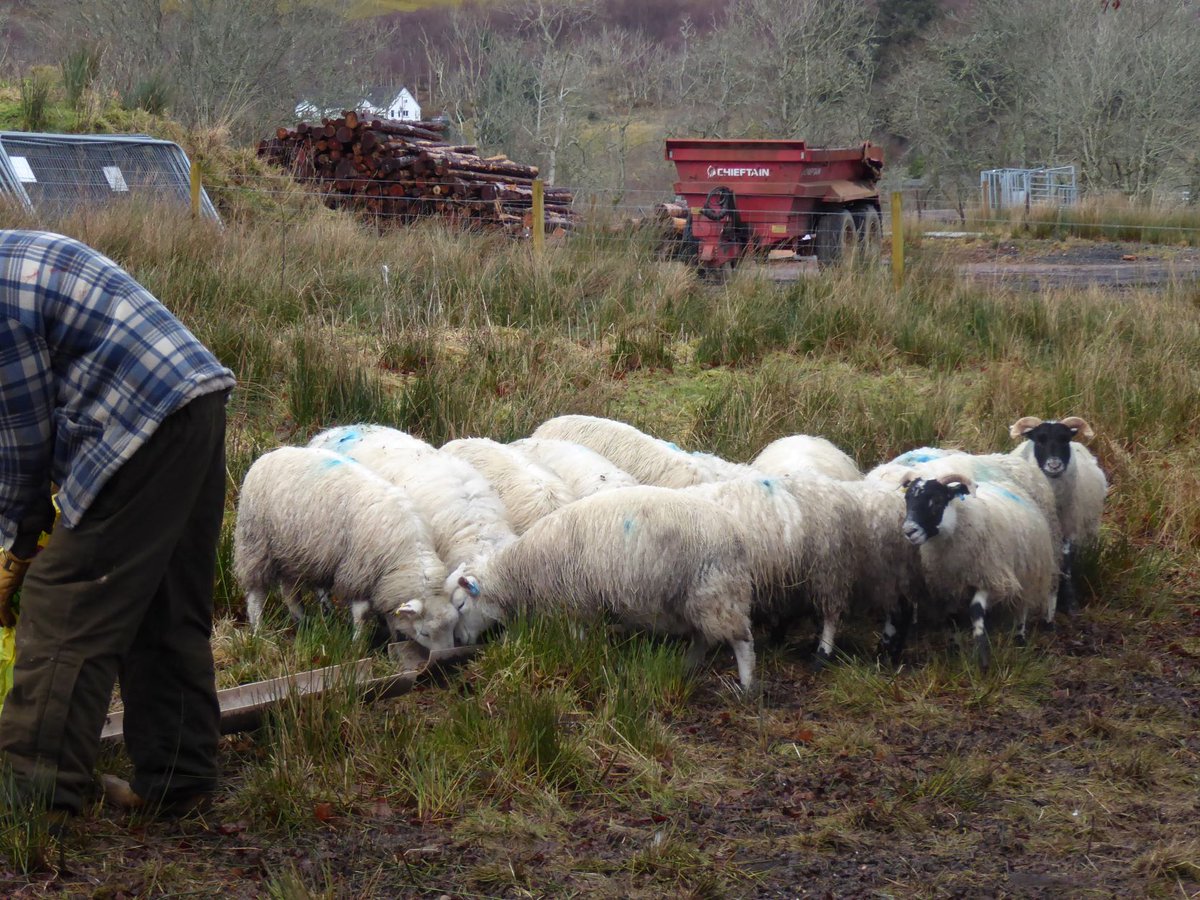 The hoggs waiting for breakfast #scottishblackface #cheviot #crofting #nativebreeds