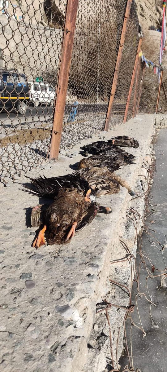 LobzangVISUDDHA's tweet photo. A sad news today! 
Visited the site and found more than 20 Mallards killed by dogs. 

Department of Wildlife Protection UT Ladakh is taking note. Village Nambardar also visited the site.

A fencing to protect the pond from dogs are proposed. 

Meeting concerned for speedy action https://t.co/5Ye7LqvAml