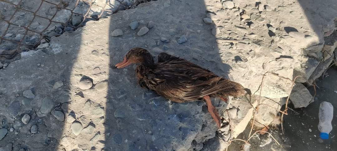 LobzangVISUDDHA's tweet photo. A sad news today! 
Visited the site and found more than 20 Mallards killed by dogs. 

Department of Wildlife Protection UT Ladakh is taking note. Village Nambardar also visited the site.

A fencing to protect the pond from dogs are proposed. 

Meeting concerned for speedy action https://t.co/5Ye7LqvAml