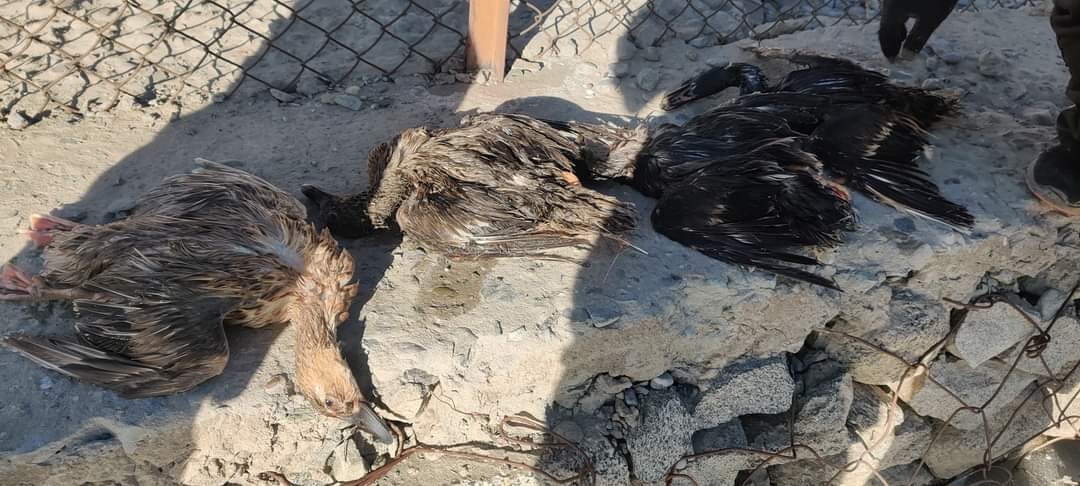 LobzangVISUDDHA's tweet photo. A sad news today! 
Visited the site and found more than 20 Mallards killed by dogs. 

Department of Wildlife Protection UT Ladakh is taking note. Village Nambardar also visited the site.

A fencing to protect the pond from dogs are proposed. 

Meeting concerned for speedy action https://t.co/5Ye7LqvAml