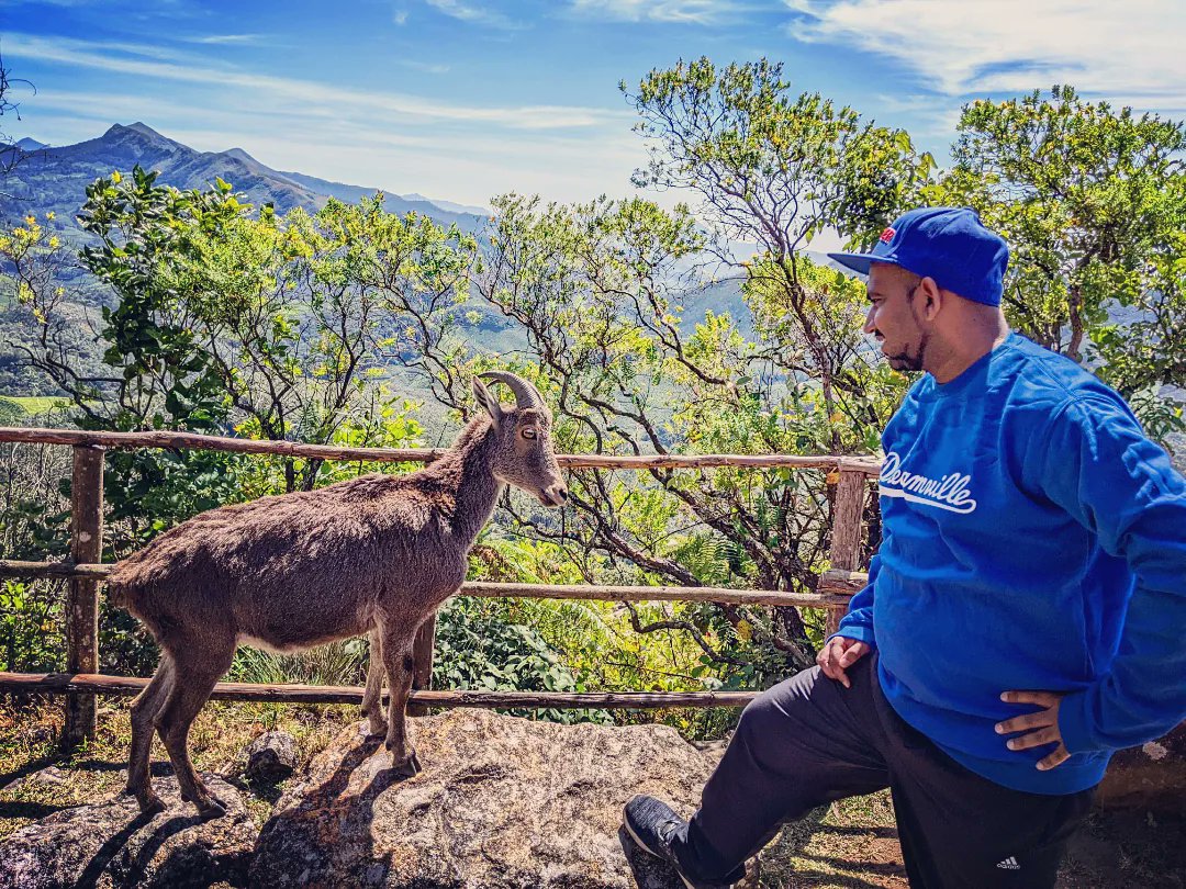 hiphopibex's tweet photo. Waddup Cuz!!!
Nilgiri Tahr × Ibex
.
.
.
#nilgiritahr🐐 #Ibex #hills #travel #nationalpark #eravikulamnationalpark #eravikulamnationalpark🐐🐐 #goat #kerala #keralatourism #mistymountains #naturelovers #naturephotography #Munnar #beautifulmunnar☁🌲 #munnarhillstation🏡 https://t.co/qfJYpKn5SE