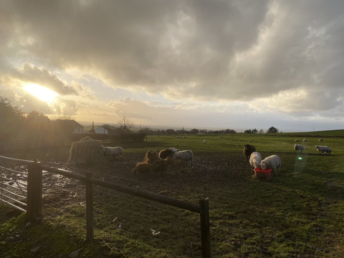 ed_hacking's tweet photo. Another weekend playing with sheep…. #weekendfarmer #clitheroe #ribblevalley #sheep #farming #agriculture #texel #romney #llynn #bashon https://t.co/7tAzlriuOJ