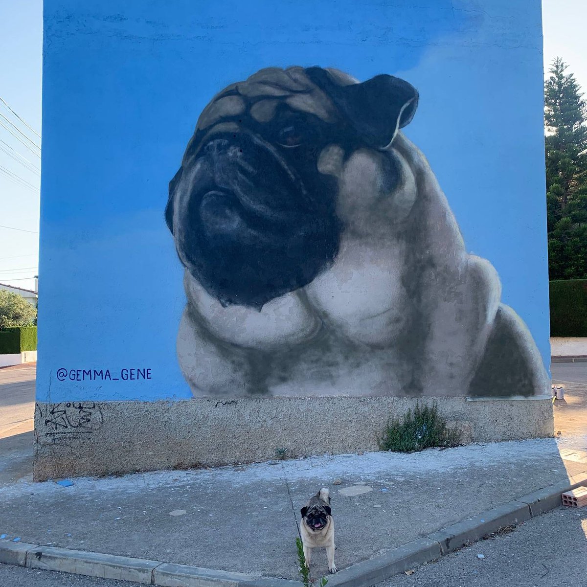 Vote for Mochi! bit.ly/3IOZnpY