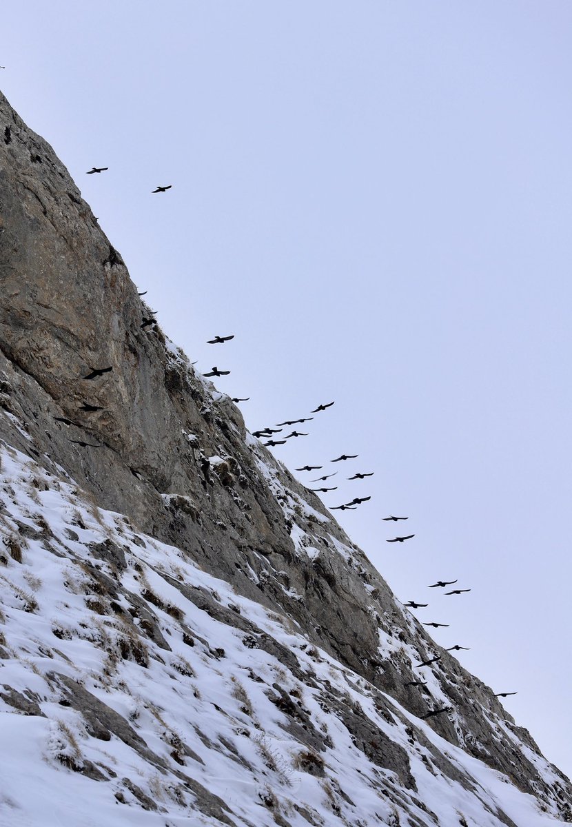 jrambaud's tweet photo. #Pajaros #birds en la #nieve #pirineos #Pyrinees #natura #nature #birding https://t.co/VZxd0KsKv8