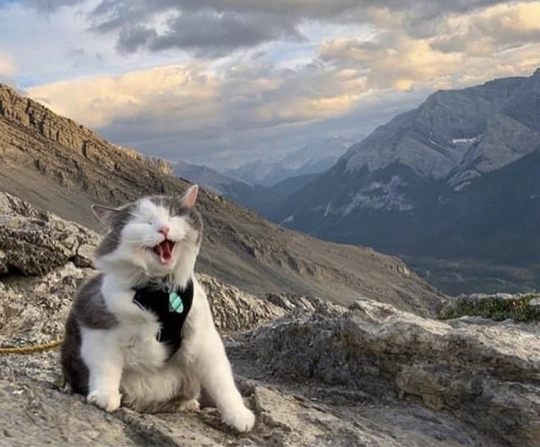 TranslatedCats's tweet photo. Gary was so excited to climb the hill for the first time. https://t.co/Khdz5ULxEq