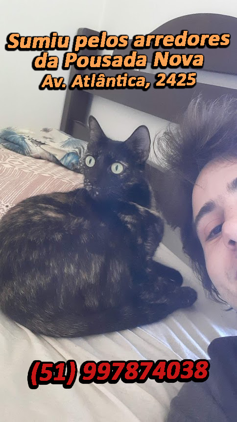 LegendofRanma's tweet photo. MEL 
Gata perdida aos arredores da Zona Nova de Tramandaí/RS
#gataperdida #tramandaí

Conhece alguém daqui de perto? Compartilha porfavor!! https://t.co/NfmfQqQBwp