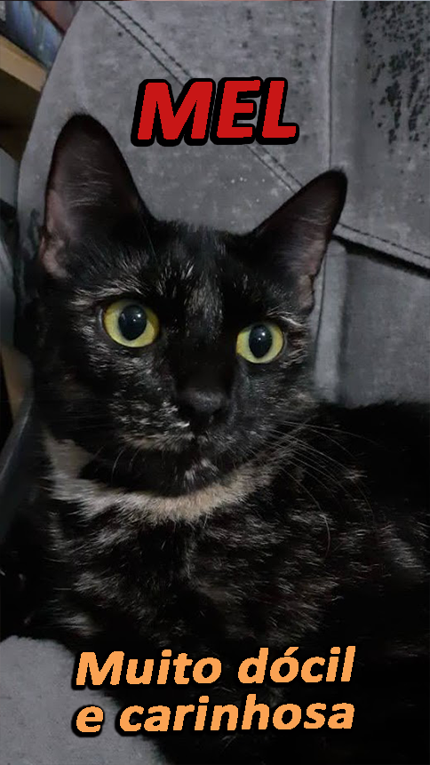 LegendofRanma's tweet photo. MEL 
Gata perdida aos arredores da Zona Nova de Tramandaí/RS
#gataperdida #tramandaí

Conhece alguém daqui de perto? Compartilha porfavor!! https://t.co/NfmfQqQBwp