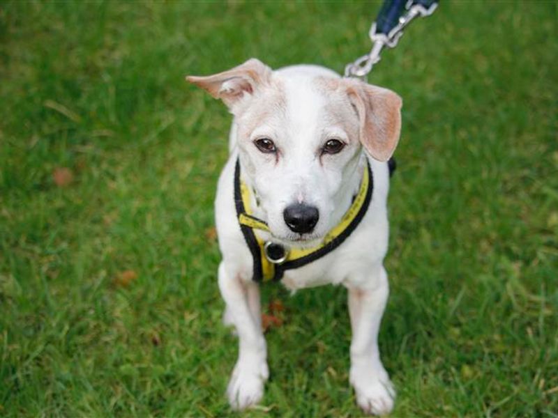AdoptionsUk's tweet photo. Please retweet to help Duke find a home #BRIDGEND #WALES 

AGED 13 ! This super Jack Russell has a wonderful personality. He's looking for quiet home as the only pet, any children aged 14+. PLEASE SHARE ❤️

DETAILS or APPLY👇
https://t.co/U3wbG5YwJC

#dogs #AdoptDontShop  #pets https://t.co/mdYFd0q3QB