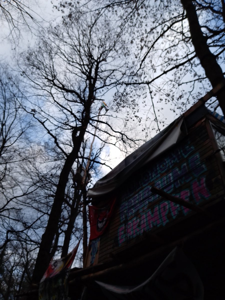 Blick von unten in Bäume des Fechenheimer Waldes. Unten rechts ein Baumhaus, auf dem steht: AUTONOME FREIRÄUME ERKÄMPFEN<br>Im Hintergrund ragt aus einer Baumspitze der 'Mittelfinger' Gigapod in die Höhe, an der Spitze eine Regenbogen-Fahne. Ein Mensch sitzt ganz oben.