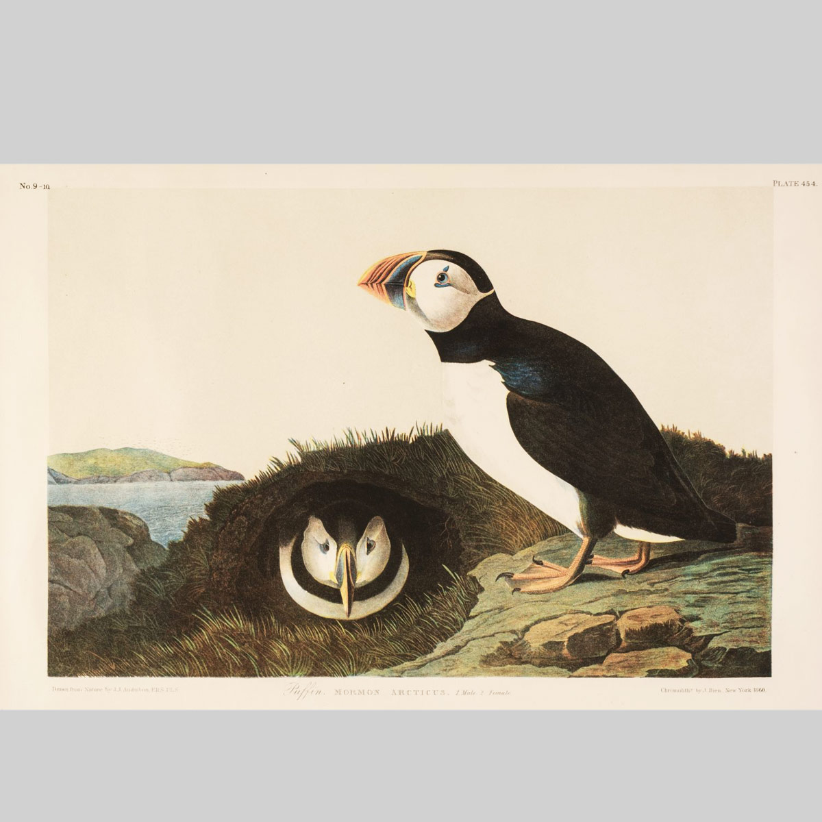 A very beautiful Original Chromolithograph of a Puffin by John James Audubon.

Link in Bio.

#antiqueprint #antiqueprints #antique #print #bathlife #bathlifemagazine #visitbath #chromolithograph #chromolithography #johnjamesaudubon #audubon #audubonprint #audubonsociety #puffin