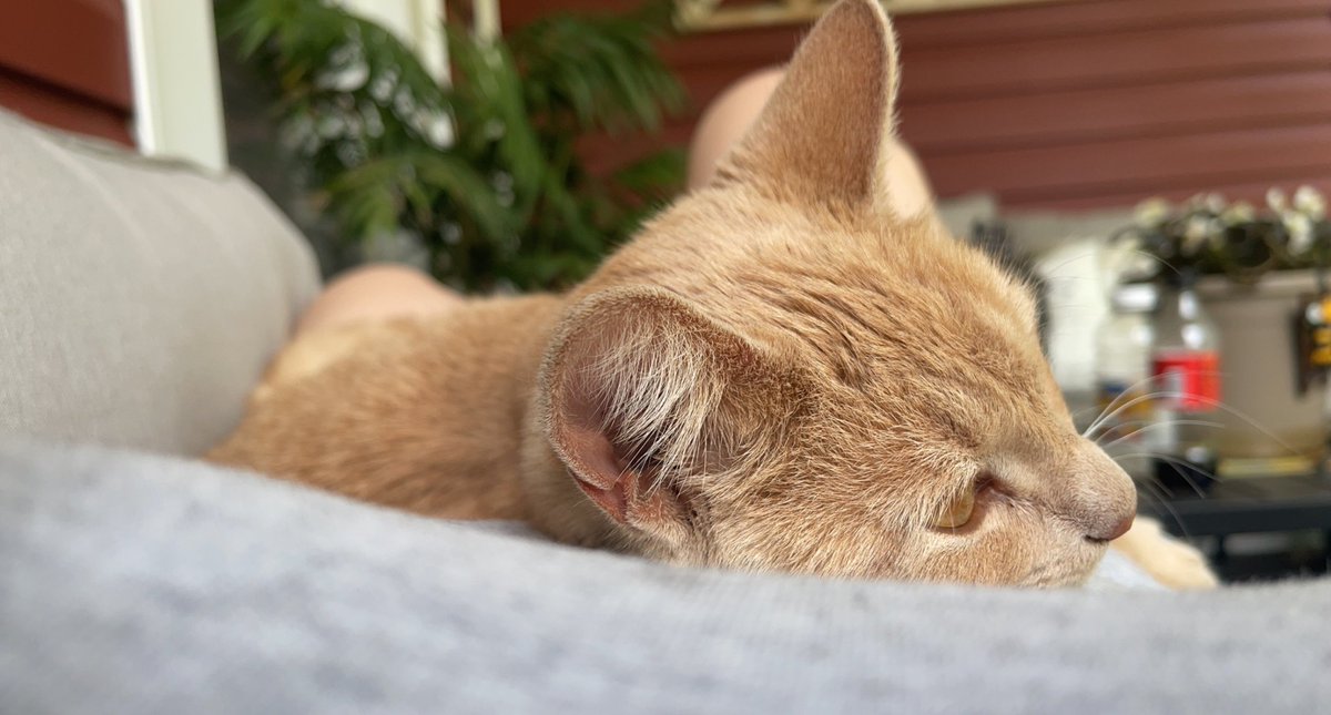 Angel's Hope tweet media