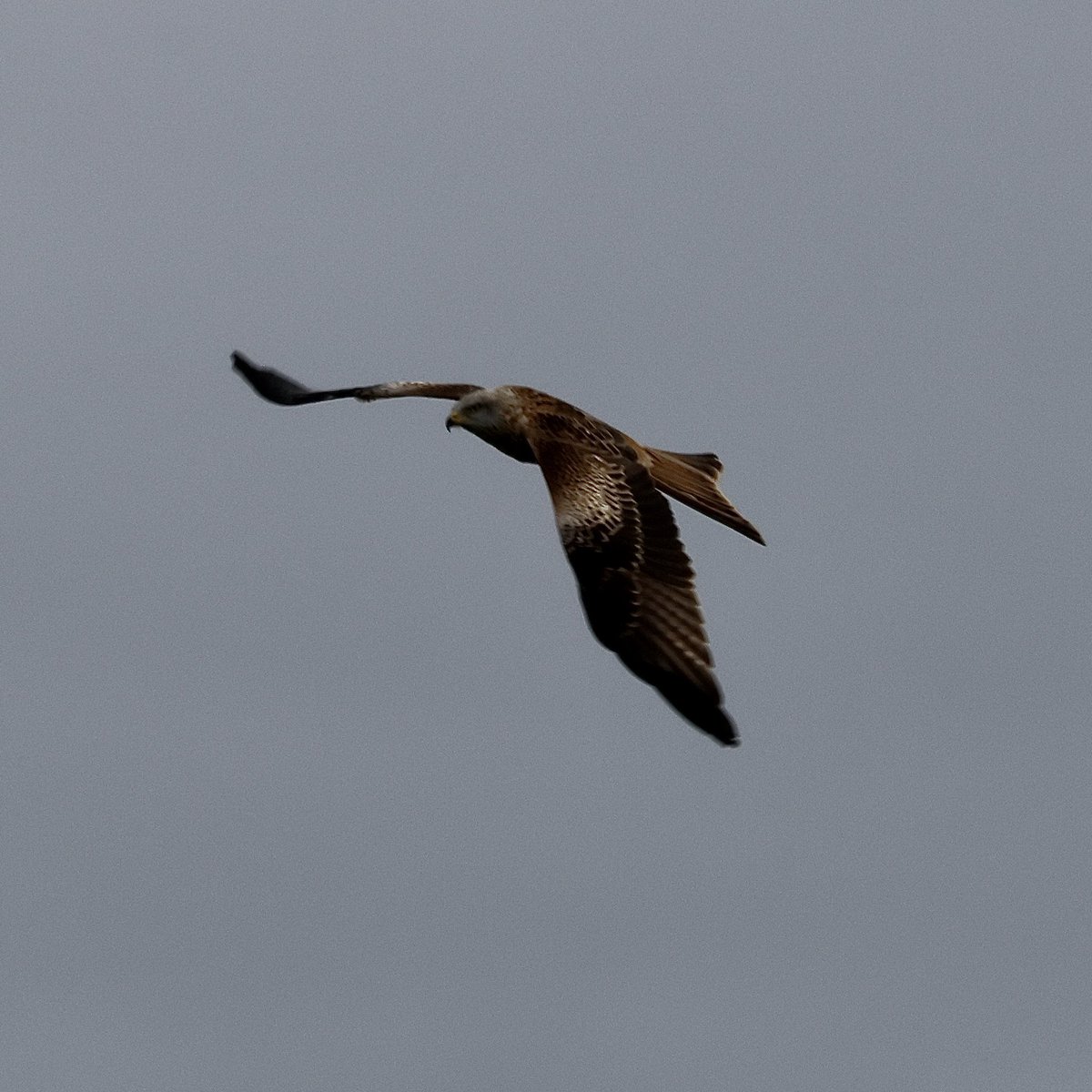 scatti1's tweet photo. #BirdsSeenIn2023
Shorteared owl, barn owl, kestrel and red kite @RSPBEngland #nenewashes
@Britnatureguide https://t.co/0PEfqXHipz