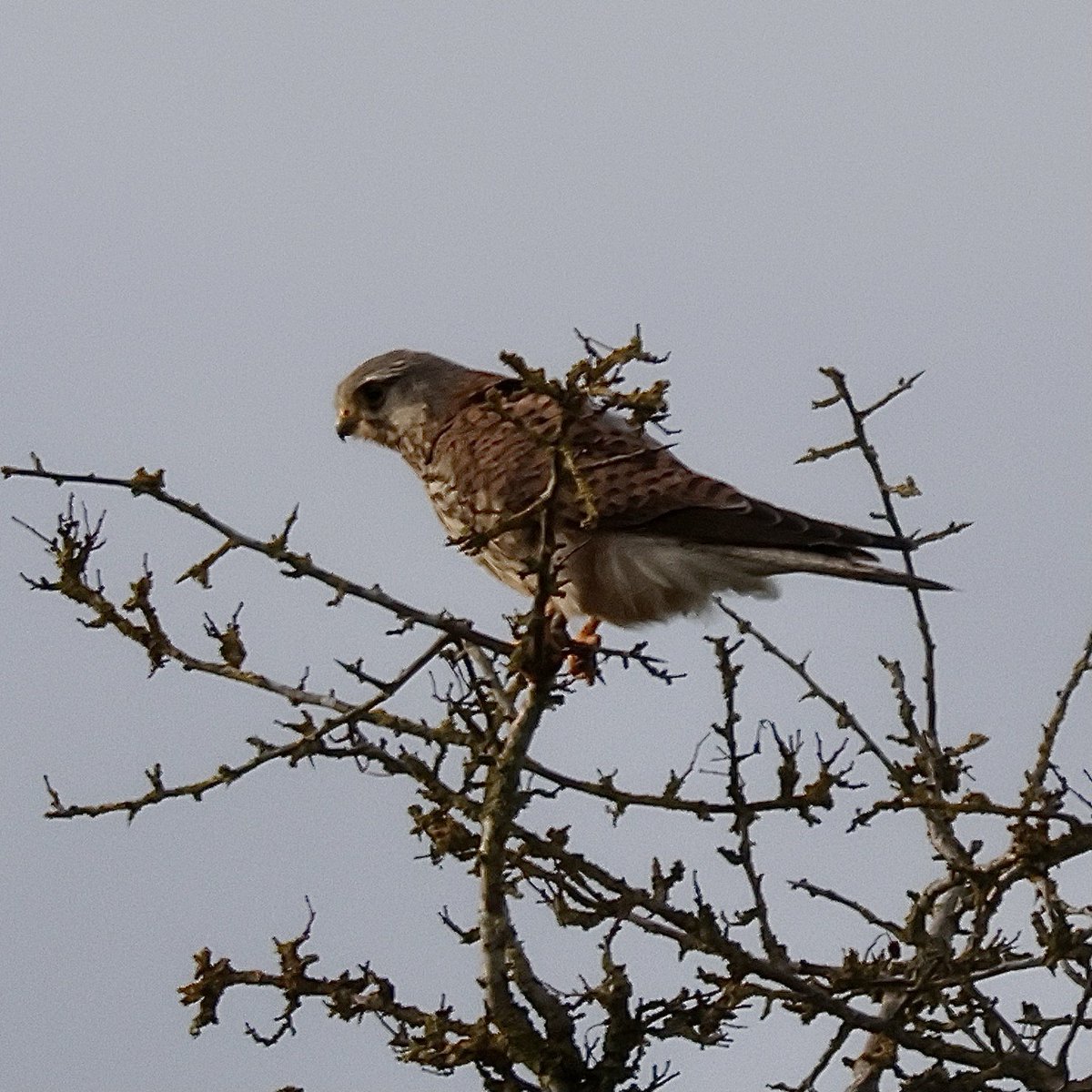 scatti1's tweet photo. #BirdsSeenIn2023
Shorteared owl, barn owl, kestrel and red kite @RSPBEngland #nenewashes
@Britnatureguide https://t.co/0PEfqXHipz