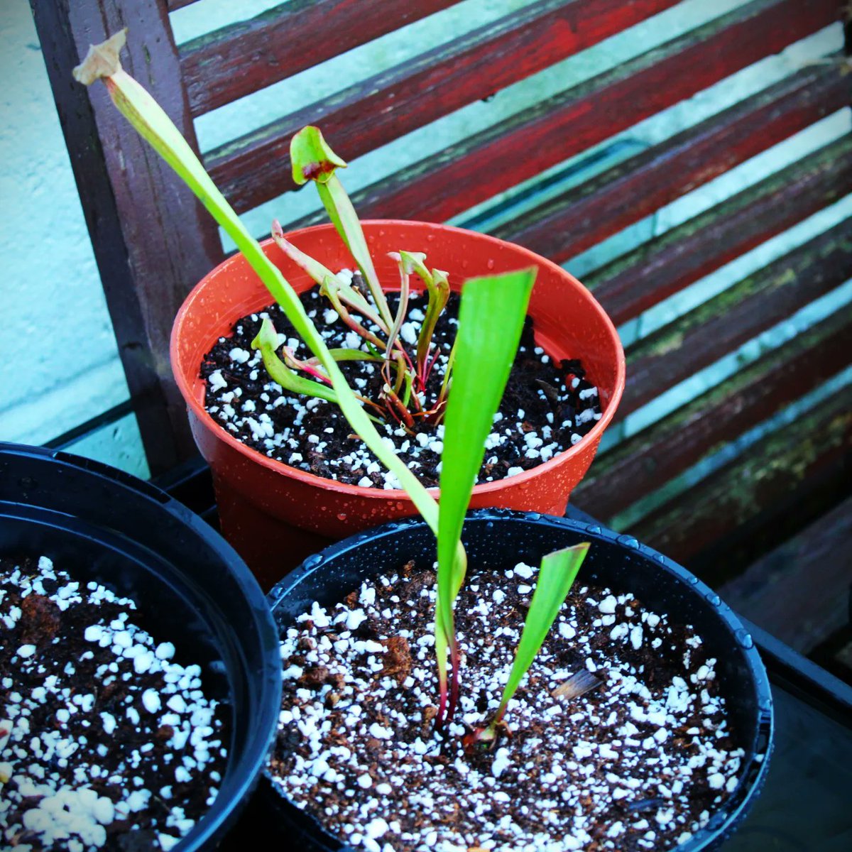 New plant all potted up! This one is S.Imhotep, not much to see at the moment but will definitely grow into a beauty🌹

#carnivorous #carnivorousplant #sarracenia #pitcherplant