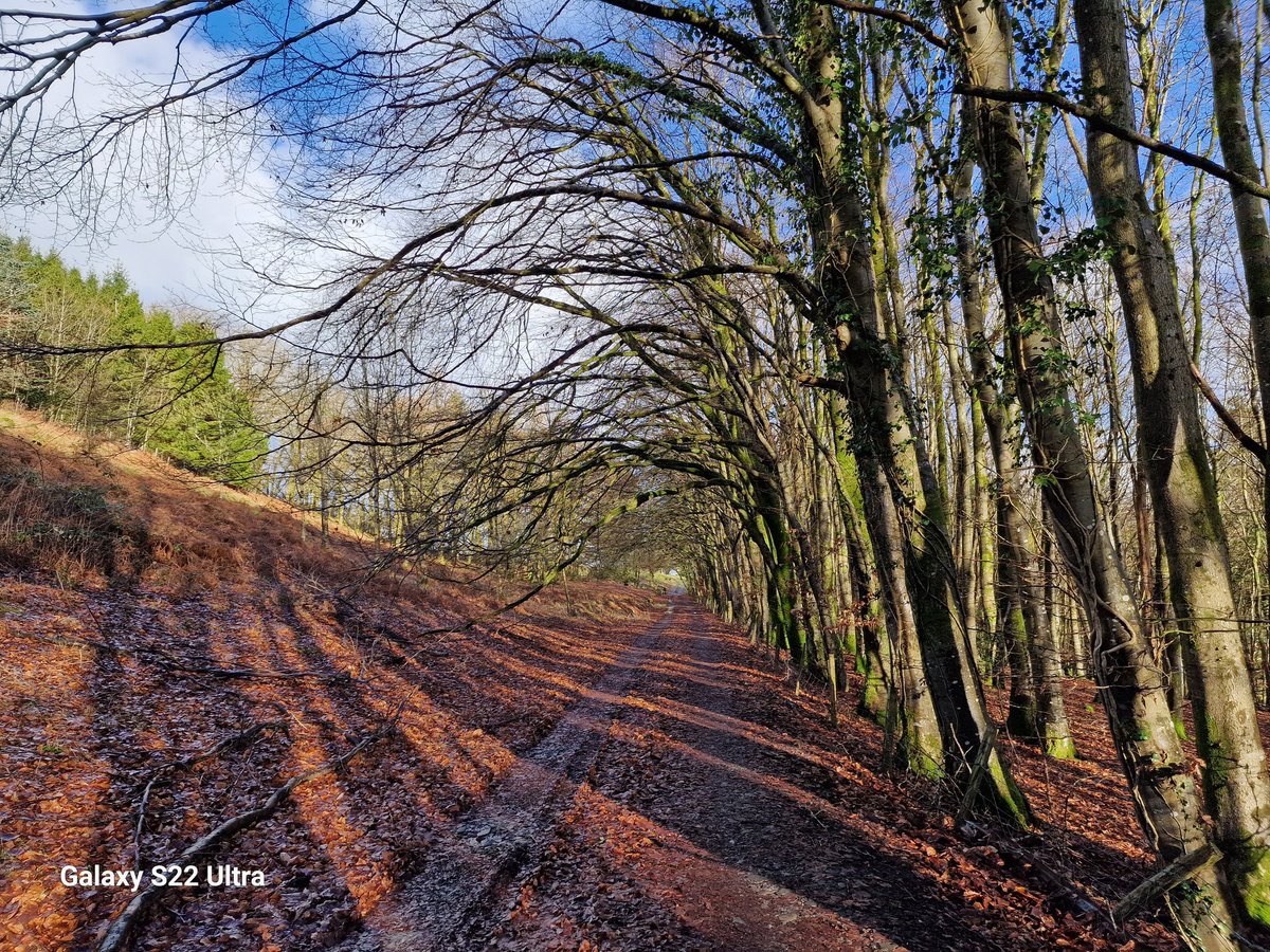 The sun streaming through these trees today lifted me immensely today. I think I've had a touch of the January blues. So much rain, mud, darkness, and the inevitable roof leaks 💦