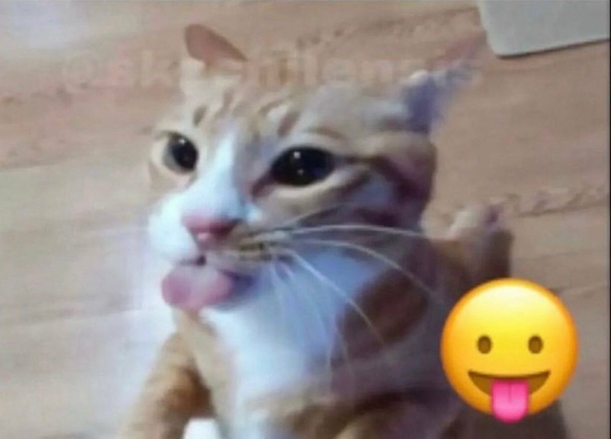 CUPlDREAM's tweet photo. BLEHHHH !! i like this silly cat ! https://t.co/3yO2WBW0k6