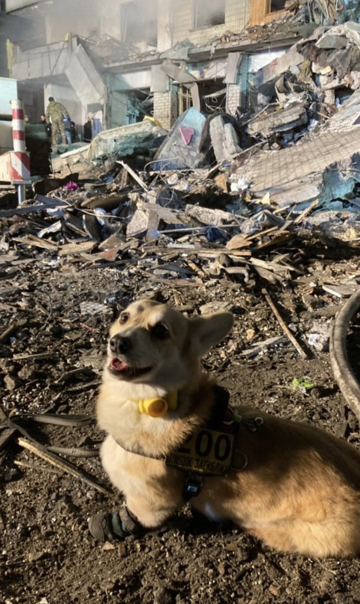 PatronDsns's tweet image. Meet Elton from the search and rescue dog unit @Antares_poshuk
These volunteer dog trainers work with all structures simultaneously: the police, SES,and others, without payment or medals. Now they’re in the Dnipro, looking for people under the rubble.
Photo: Antares.Poshuk (Inst)
