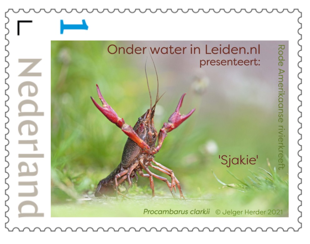 <a href="/DrCrayfish/">Dr. Crayfish</a> Oh, but ice won't deter a #crayfish!
This picture was taken (by an anonymous source), whilst ice skating in South Holland, the NL.
Procambarus clarkii, #fietspadkreeft aka 'Sjakie'.

#Leiden <a href="/museumnaturalis/">Naturalis Biodiversity Center</a> <a href="/InvasieveExoten/">platf⭕rm Stop invasieve exoten 🇺🇦</a> <a href="/tasr01/">Ruud Tas</a> <a href="/IVNNederland/">IVN Natuureducatie</a> <a href="/IVN_Leiden/">IVN Leidse regio</a> @KNNV2ehandsboek