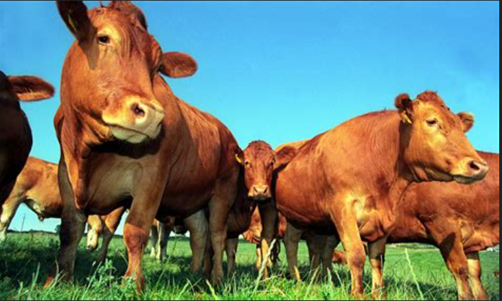 chigrl's tweet photo. Ingredients in fake meat vs ingredients in beef https://t.co/q6QCOsOsFe