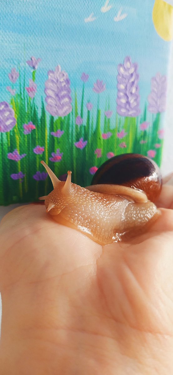 Neyse salyangozuma özel çekim yapıyorum sonra konusalım