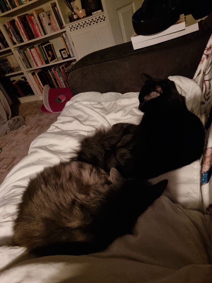 Happy Sunday, love from us three 😁😺😺