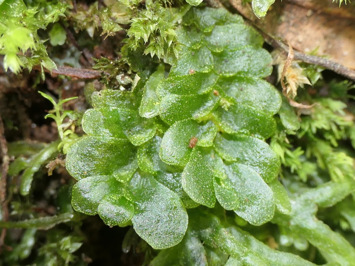 In New Zealand we have also enjoyed many interesting #bryophytes! How about a short thread of endemic or nearly endemic #mosses and #liverworts?

This is /Treubia lacunosa/, in the Haplomitriopsida, the clade sister to all other liverworts, with bizarre anatomy