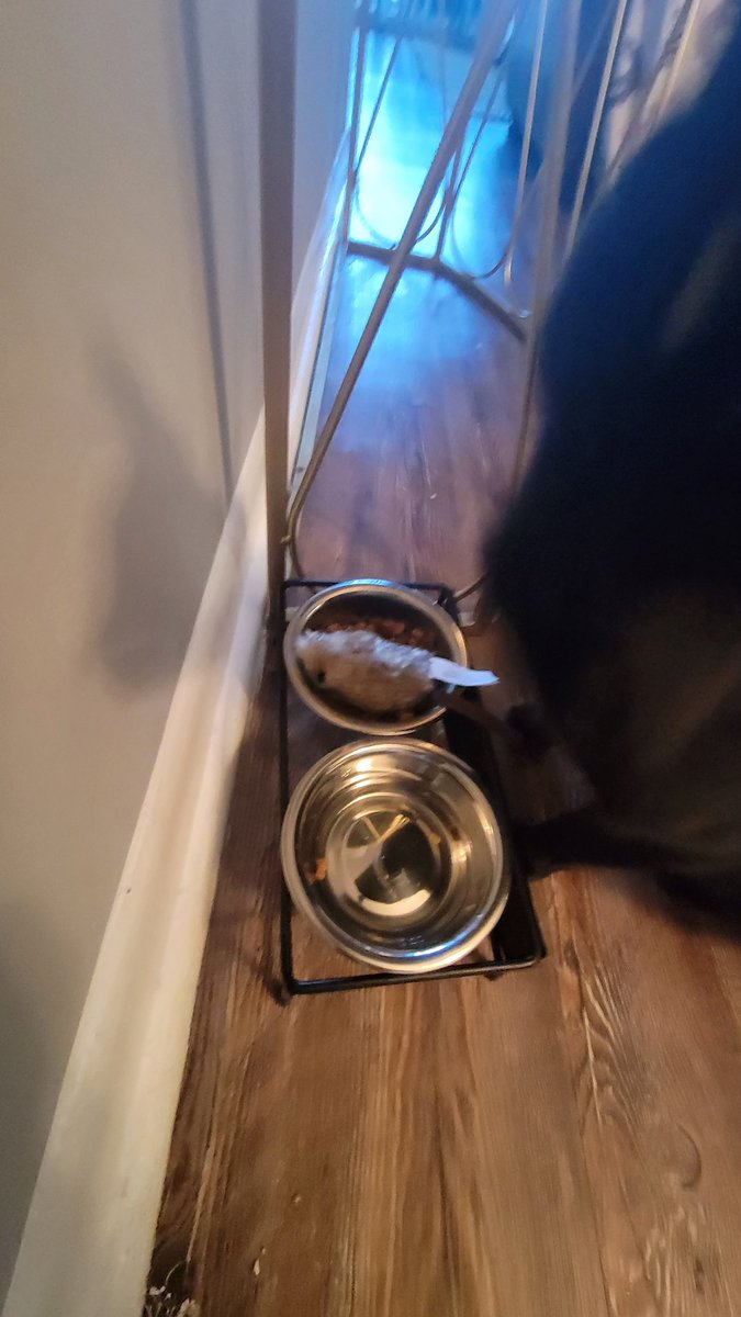 GlassBones4's tweet photo. I watched Toni take her toy mouse and put it in her food bowl 🤣🤣🤣 https://t.co/8XQnWJvLxf
