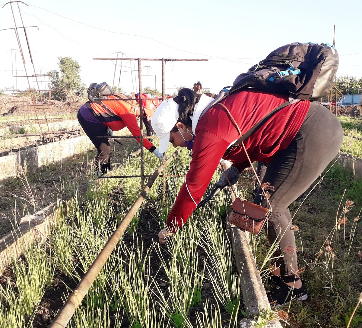 Trabajadoras de la Salud Pública de #SantaCruzDelSur #Camagüey en recuperación del Organopónico de <a href="/episur/">Empresa Pesquera Episur</a> 
#ProducciónDeAlimentos 
#JuntarYVencer 🇨🇺
<a href="/japortalmiranda/">José Angel Portal Miranda</a> 
<a href="/GeoPAlvarez/">Georgina Pérez Alvarez</a> 
<a href="/PardoRegla/">Regla Angulo Pardo</a> 
<a href="/CarlosRMoranG/">Carlos Rafael Morán Giraldo</a> 
<a href="/dpscamaguey1/">Dirección General de Salud Camagüey</a>