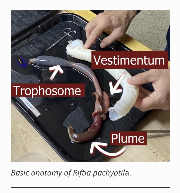 Shawn Arellano tweet media