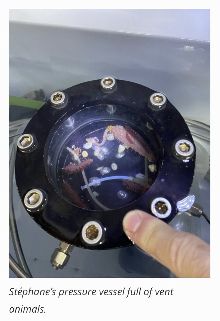 New blog post! Come learn about the worms that we encountered at the East Pacific Rise hydrothermal vents!

wp.wwu.edu/arellanolab/ca…

#nsffunded #Biofilms4Larvae #marinebio